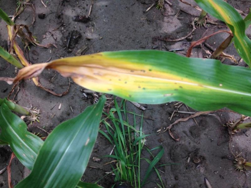 7-2-15 Nitrogen Deficiency in good part of field.jpg